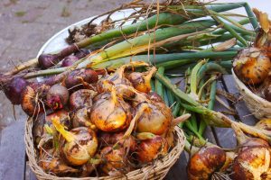 Biodiversiteit & ecodorp