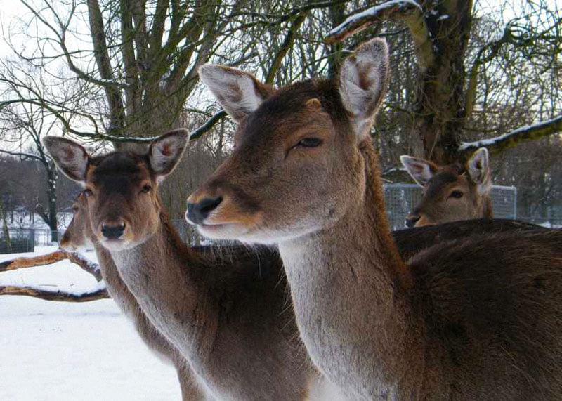 Herten weg uit Zuiderpark?