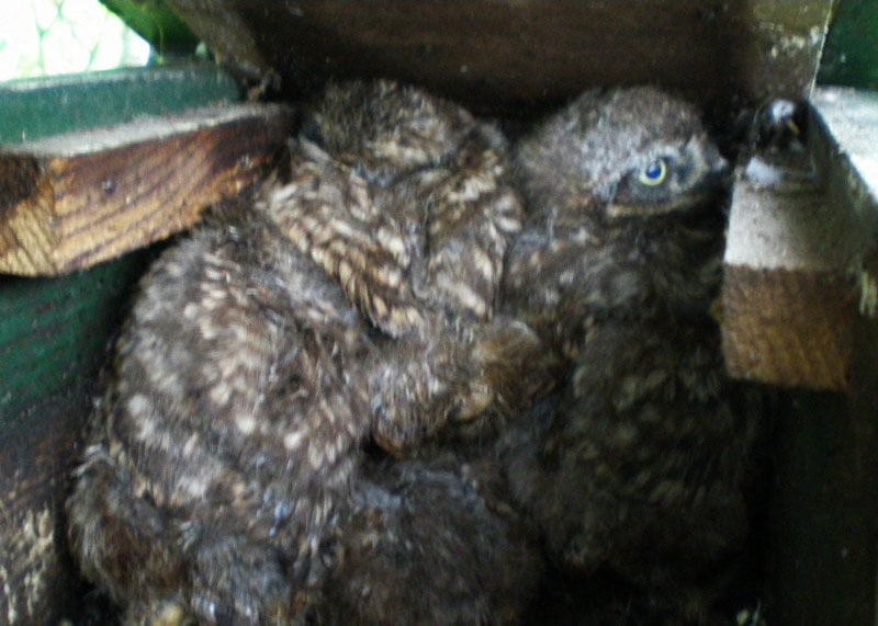 GS over biodiversiteit