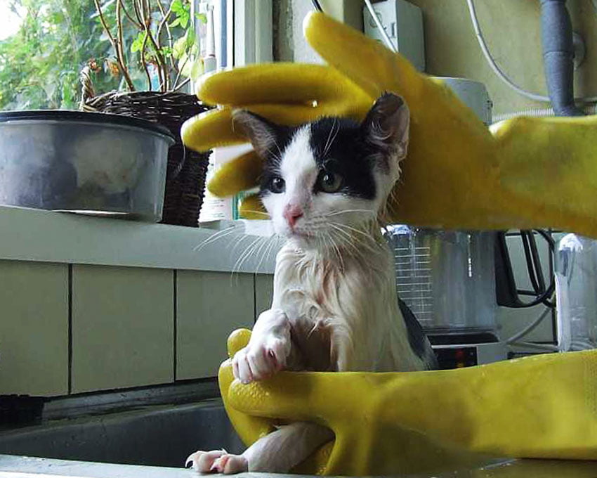 Nieuwe kittens: Benno & Juul