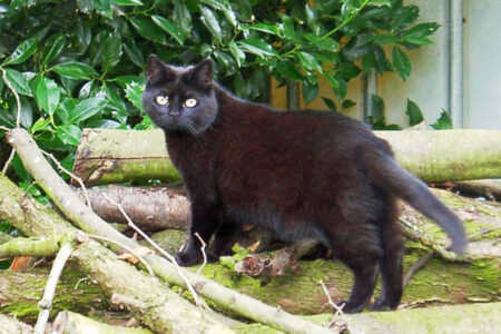 Poes Truus Zaliger