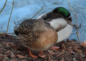 Eendenkooi in Schijndel?