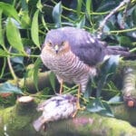 Sperwer in de tuin