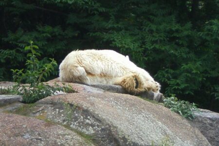 Berlin Zoo