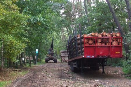 GS-antwoorden bomenkap