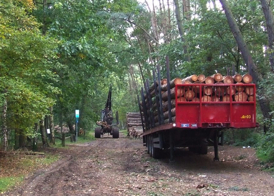 Vragen over houtoogst