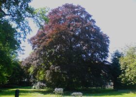Red de bomen!