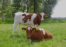 Milieu-organisatie toch ontvankelijk