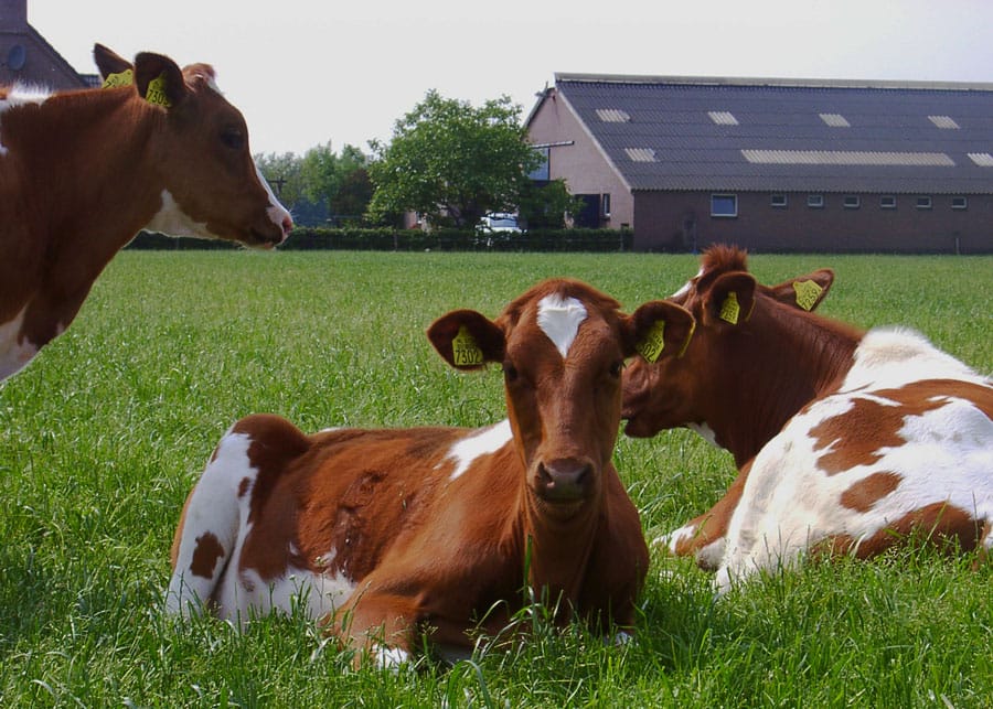 Vee eet 95% gentech voer