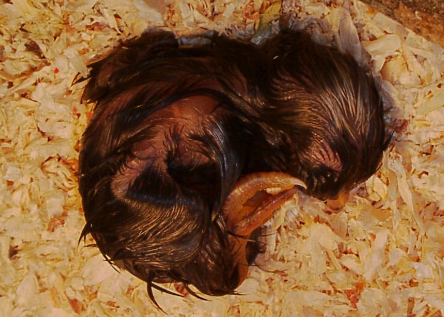 Eendagshaantjes als biomassa