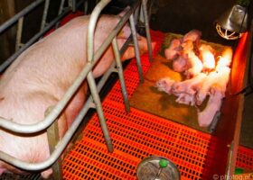 Veehouderij: er kómt onderzoek