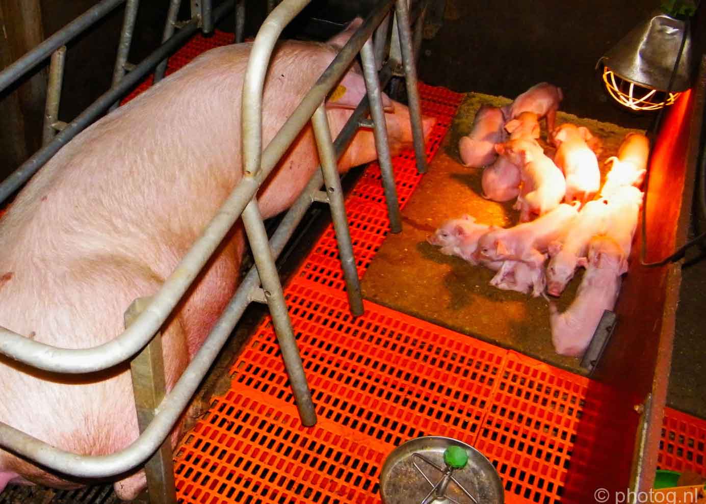 Veehouderij: er kómt onderzoek