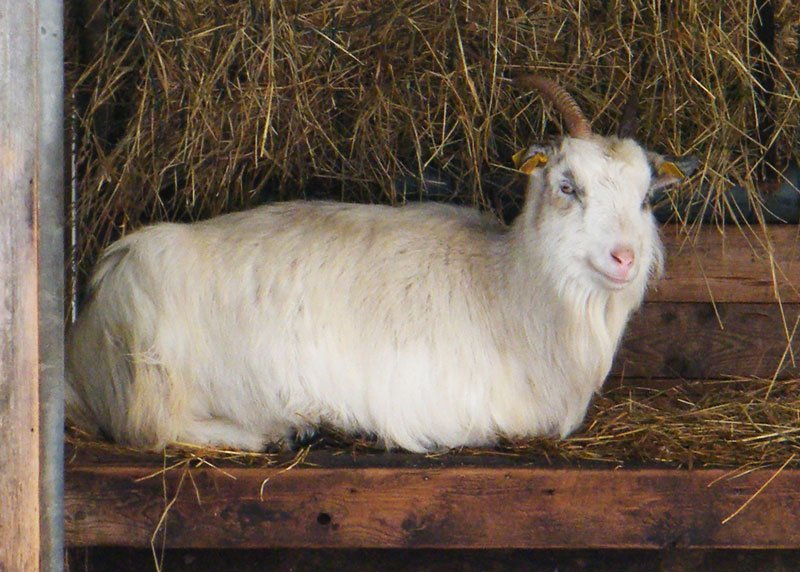 Met ZLTO op de zorgboerderij