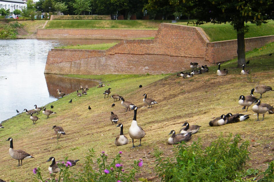 Halve Maan bijna opgeleverd