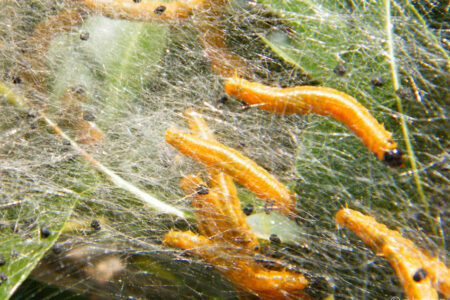 Mooie rups, welke vlinder?