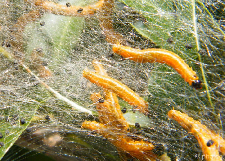 Mooie rups, welke vlinder?