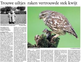 Onrust in Den Dungen