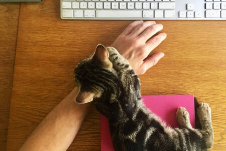 Poes Lola #update11 – speelpoes