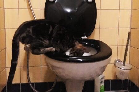 Poes Lola Update: waterpoes