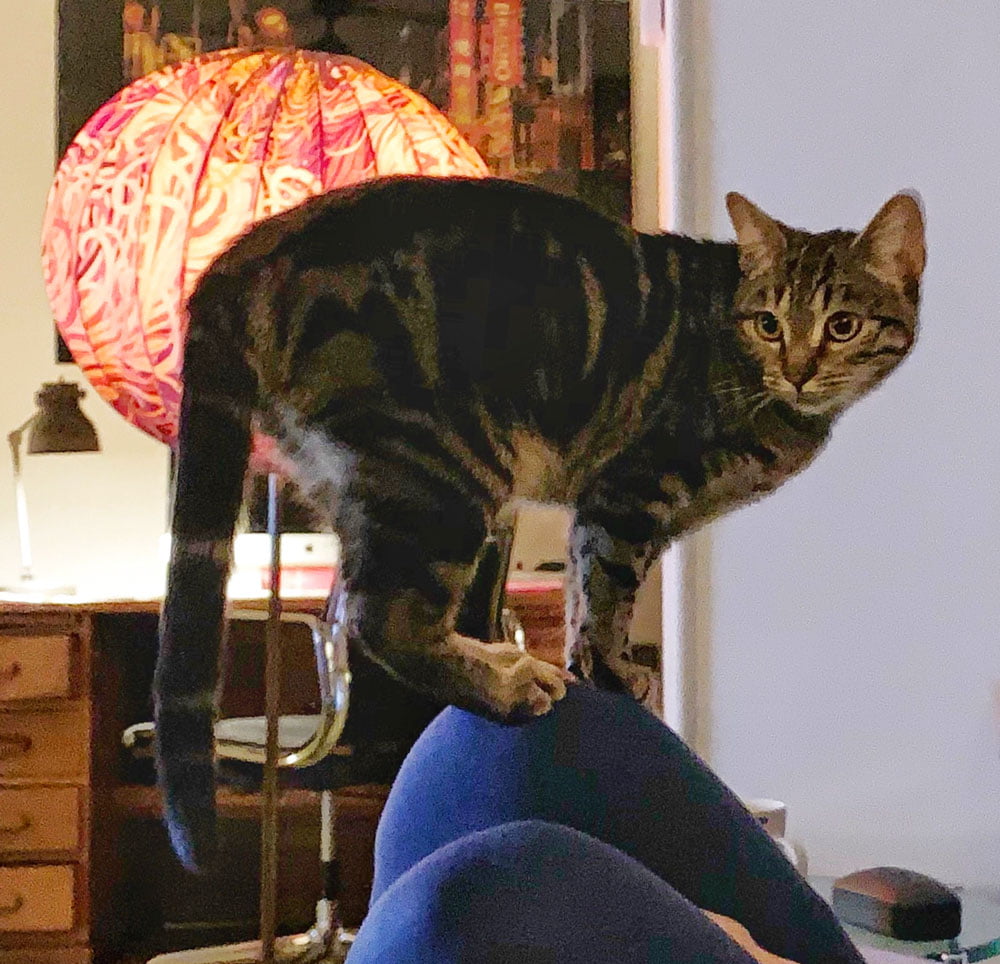 Hiv-controle & poes Lola ‘geholpen’