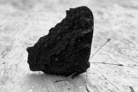 Welkom in Cambodja, 2019