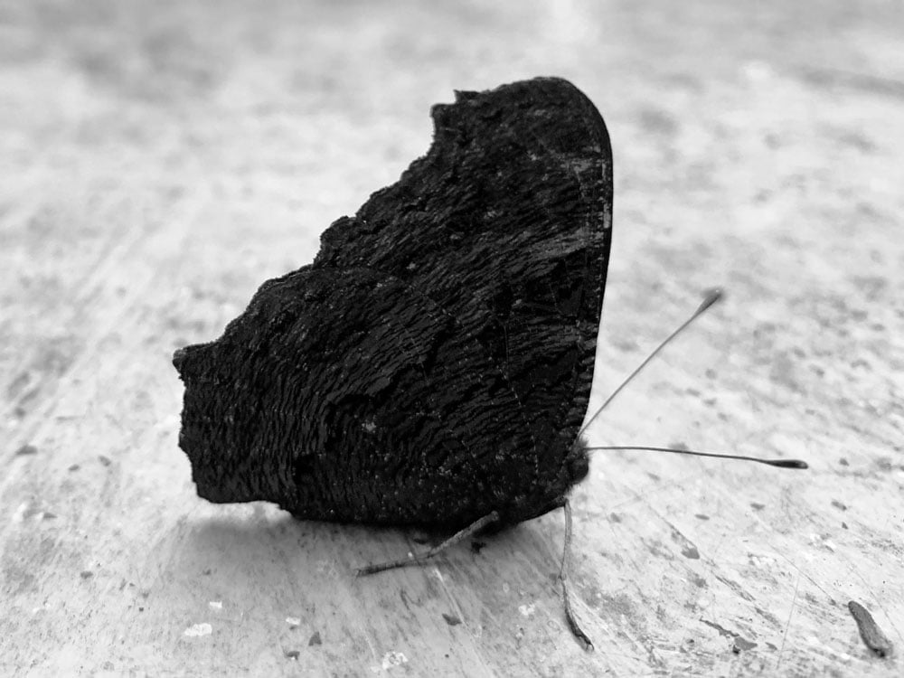 Welkom in Cambodja, 2019