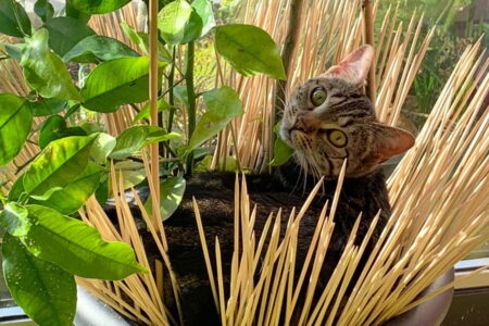 Poes Lola Update: herenigd