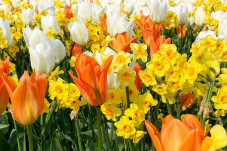 Untenu: hollen of stilstaan