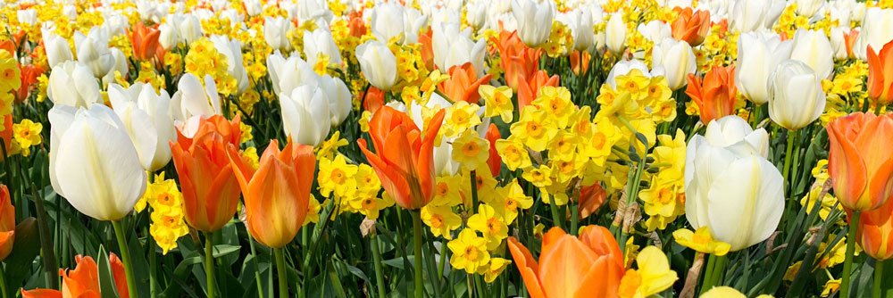 Untenu: hollen of stilstaan