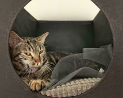 Cat Video Fest Rotterdam