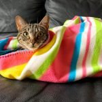 Lola fahrt nicht nach Berlin