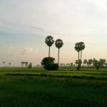 Ná de Rode Khmer: rijst of een rijstveld?