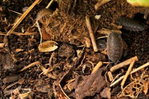 Balkonsafari: pissebedden