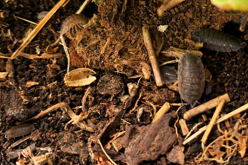 Balkonsafari: pissebedden