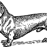ZKV