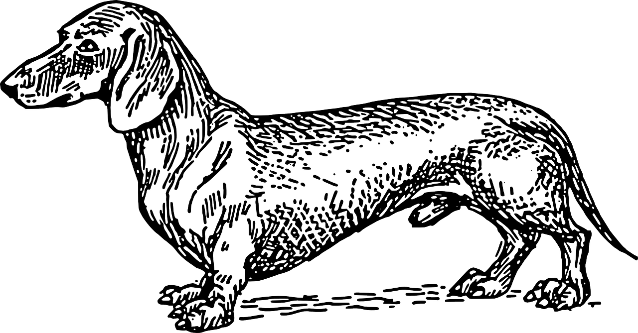 Twee teckels en een hoop gezeik