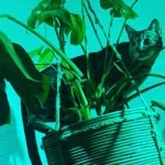 Poes met bush-bloed