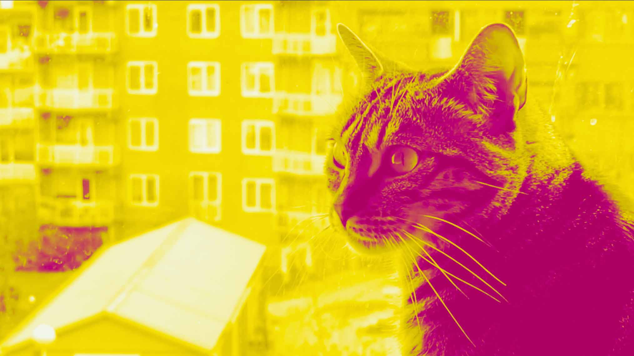 Poes Lola kan er niet bij