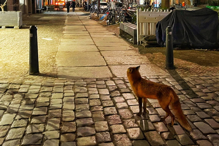 Vos vlak voor mijn neus