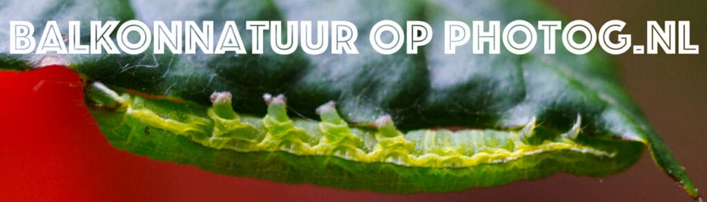 stadsnatuur natuur balkon