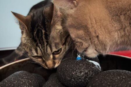 Poezen: nieuw speeltje