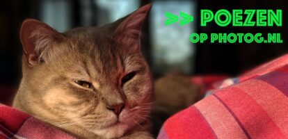 Poes – Juultje mooi gevangen