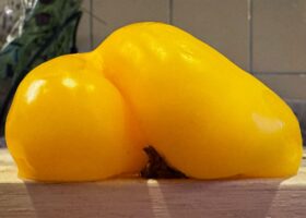 Hiv-update: botten en anuskanker