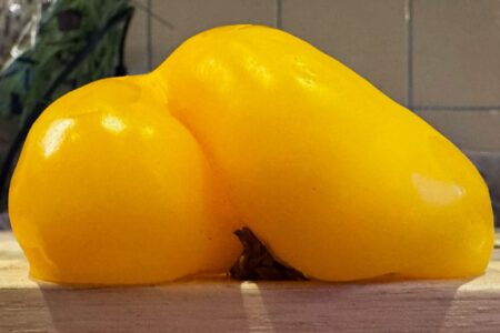 Hiv-update: botten en anuskanker