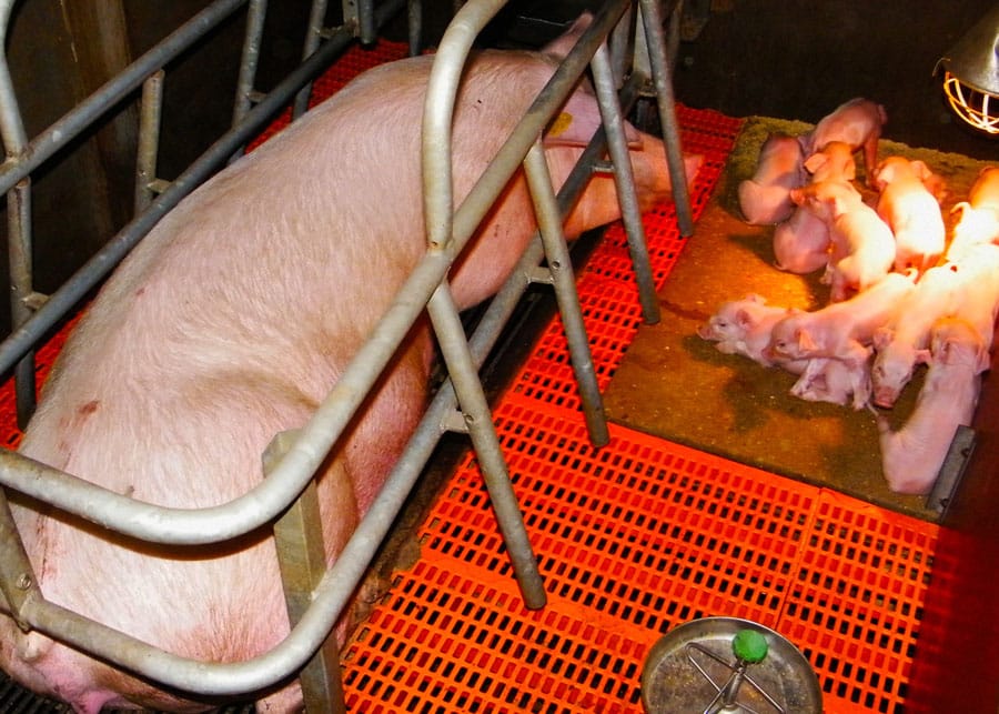 Critici de mond snoeren